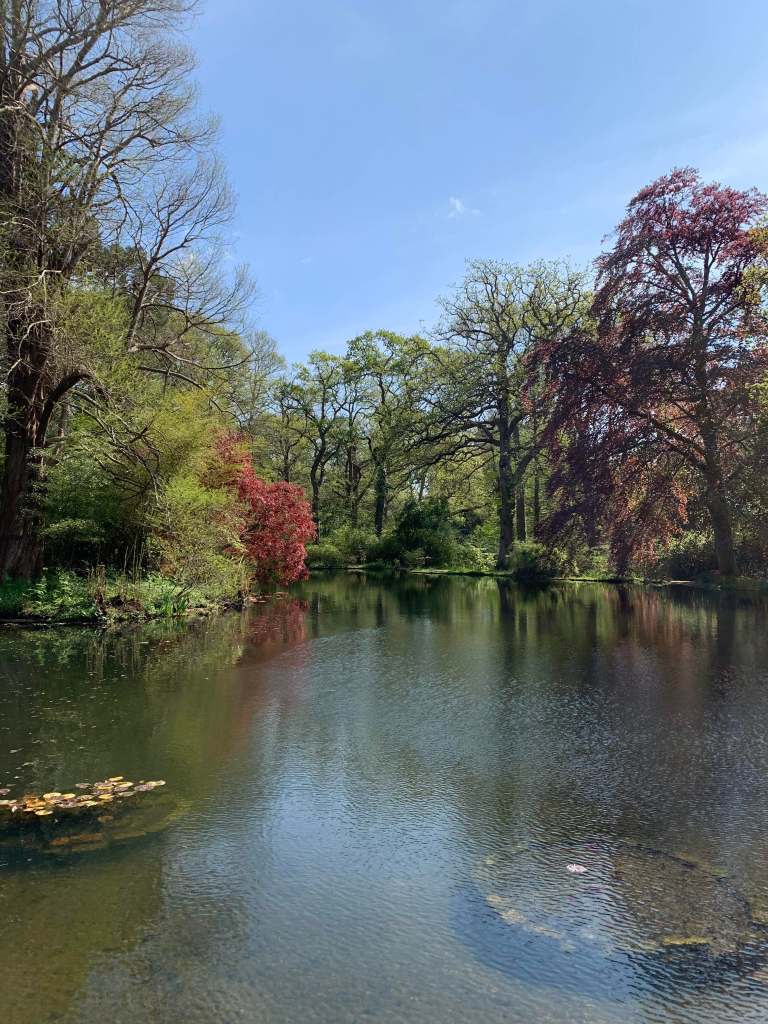 Newly-planted waterlilies