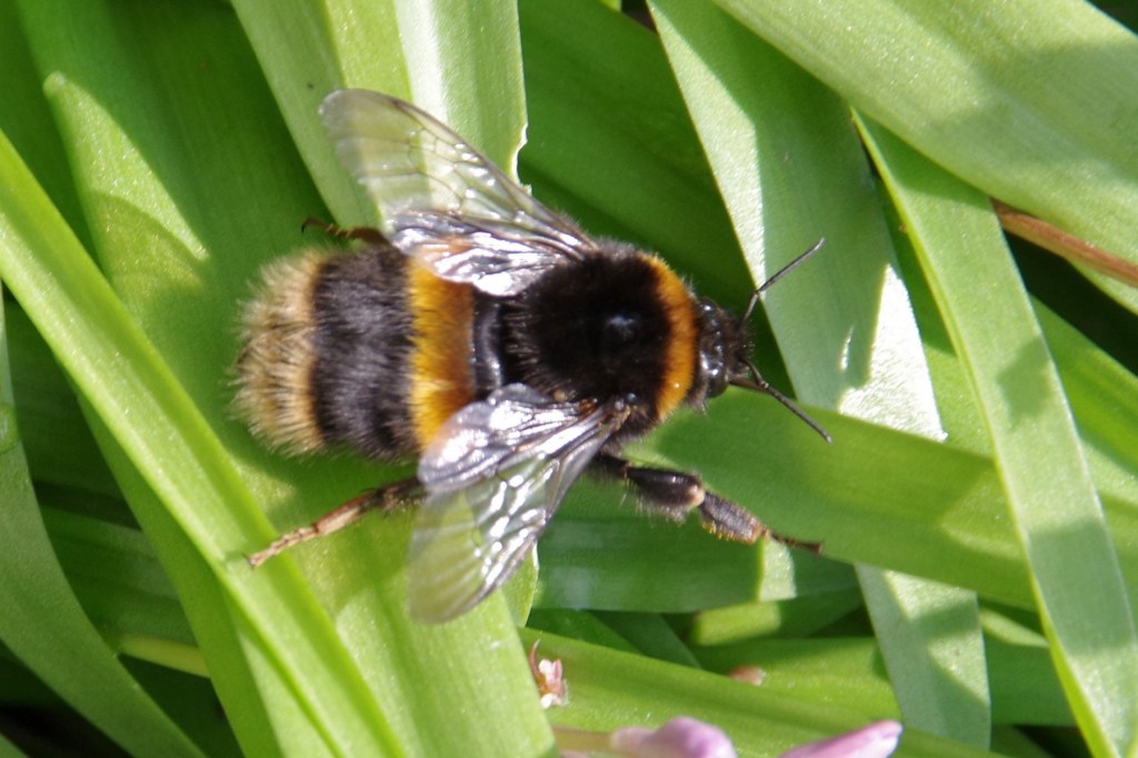 Bumble bee. Photo by Pater Sanders.