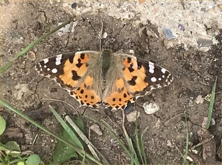 Painted Lady butterfly. Photo by Lynda Fean.