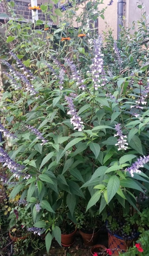 Salvia Phyllis Fancy in Pat’s garden