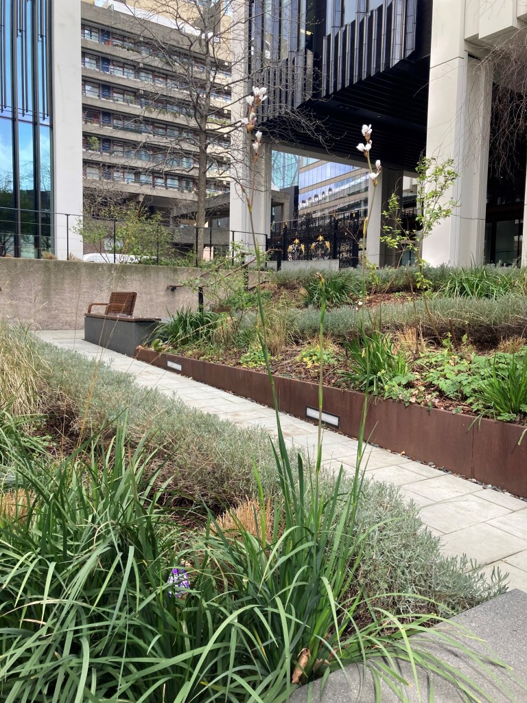 Salters garden with magnolia