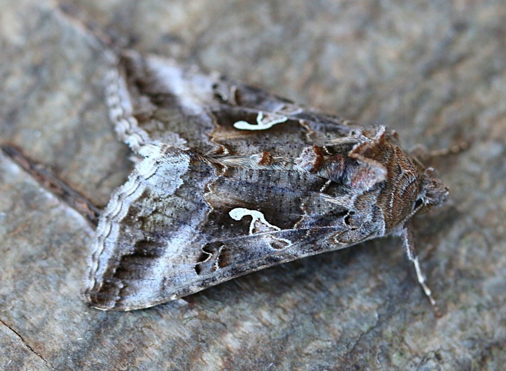 Silver Y moth. Photo by Nick Goodrum on Flickr.