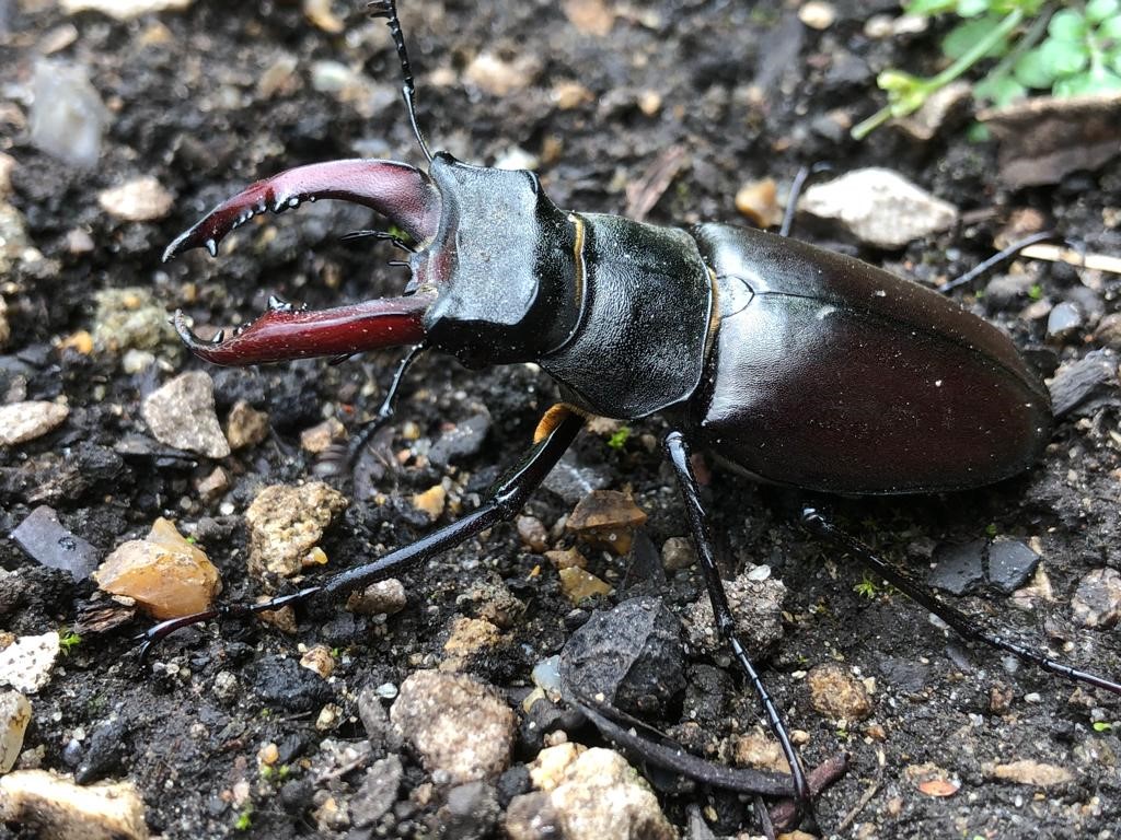 Male stag beetle. Photo by Jason Sylvan.