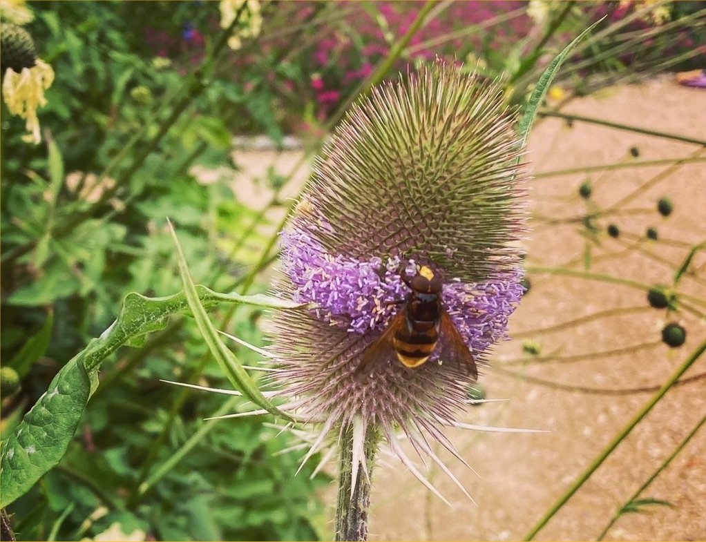 Hornet mimic hoverfly on a teasel. Photo by Kathy Aitken.