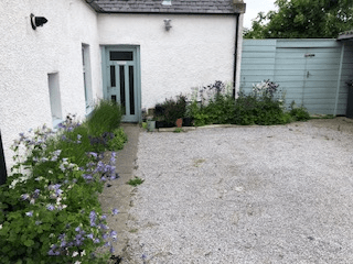 Aquilegia around Cottage on north coast of Aberdeenshire