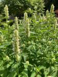 Anise hyssop (Agastache foeniculum ‘Alabaster’) in the Old Pond Garden, Charlton House, June 2023