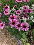Echinacea purpurea in the Old Pond Garden, Charlton House, August 2023