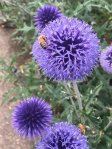 Echinops ritro in the Old Pond Garden, Charlton House, August 2023