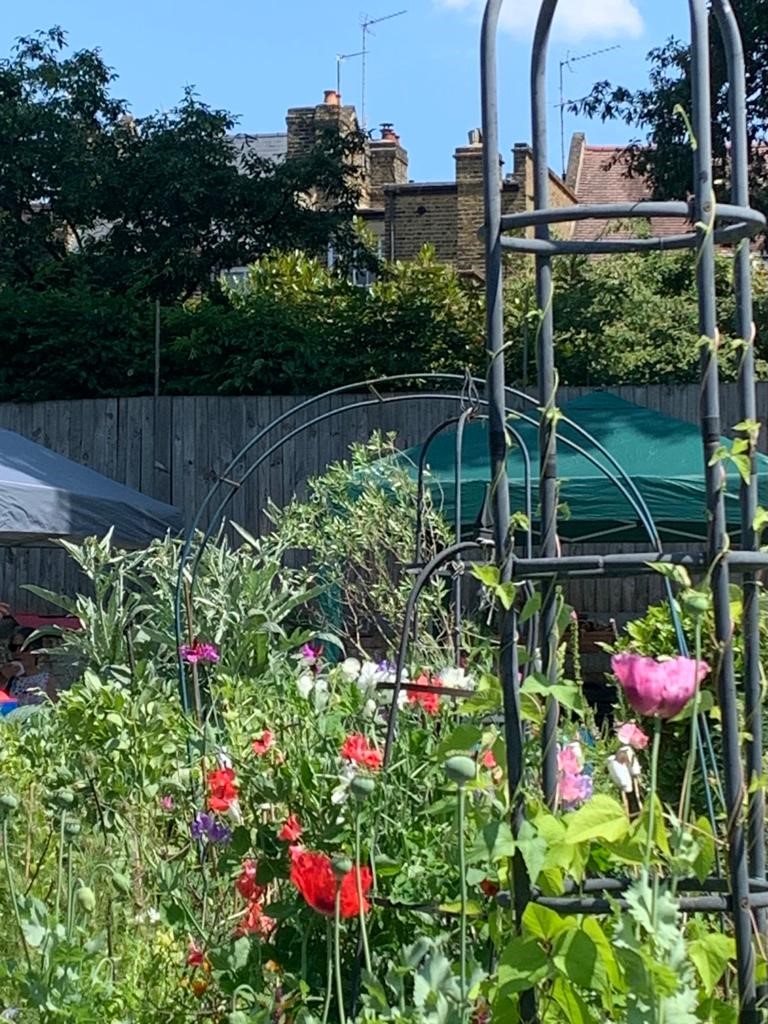 Allotment plots, flowers