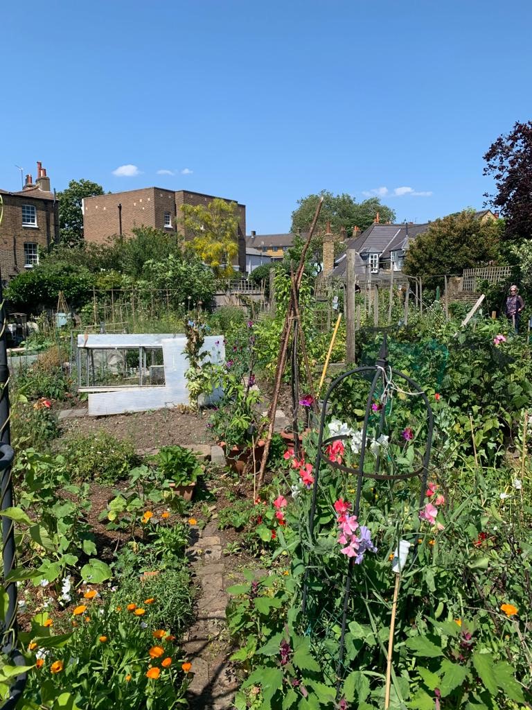 Allotment plots