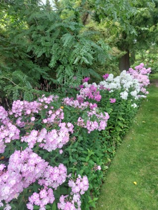 Phlox in Beth Chatto's garden