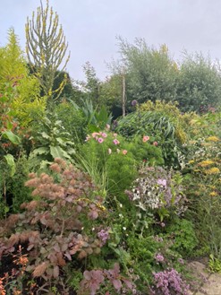 Great Dixter Long Border with Cosmos bipinnatus Apricotta in centre