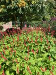 Persicaria amplexicaulis 'Firetail' in the Old Pond Garden, Charlton House, August 2023