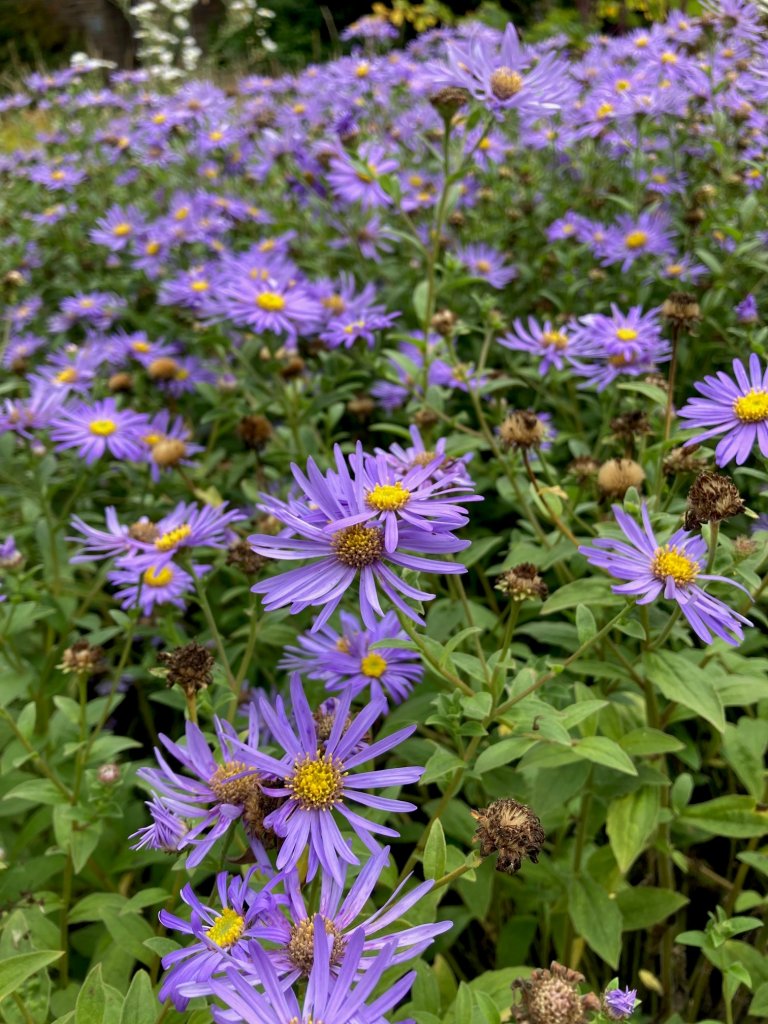 Aster x frikartii 'Monch' in the Old Pond Garden