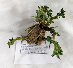 An entry for Class 14: the wildcard (should have been for Class 15: potato competition, but it was never planted!). Autumn Show 2023