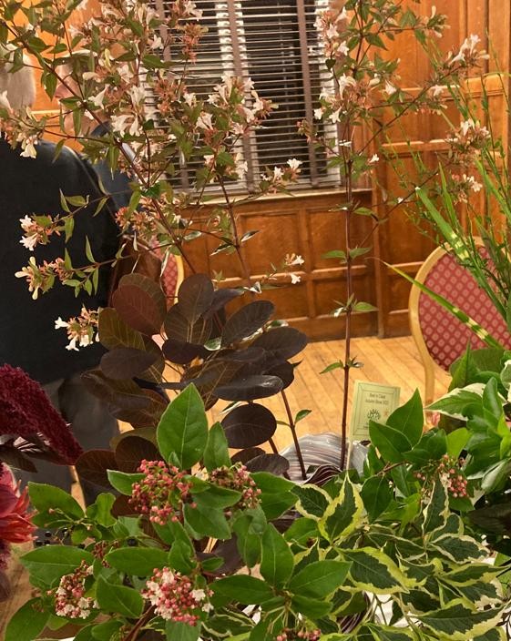 Entries for Class 3: Vase of shrubs or foliage (3 or more stems), including Terry G's winning Abelia. Autumn Show 2023