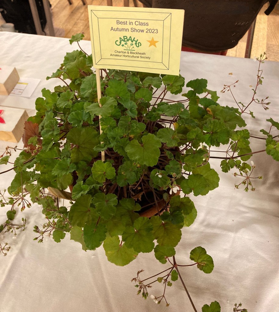 Winner of Class 6: Ornamental pot plant (incl. cacti and succulents) (Anna L). Autumn Show 2023