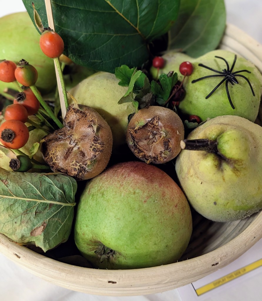 Winner of Class 7: Display of mixed fruit (Kathy A). Autumn Show 2023