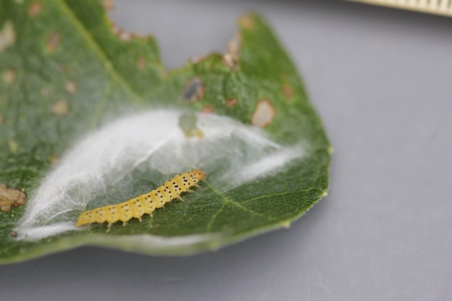 Caterpillar and webbing found in September