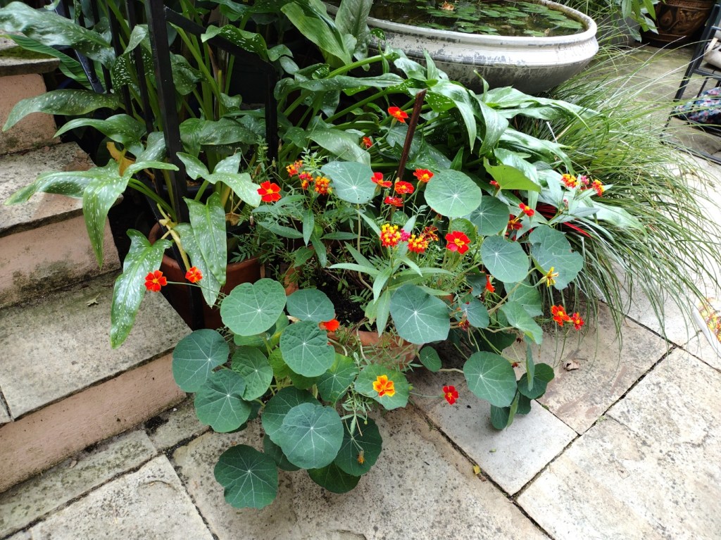 Planting round paving in jungle garden
