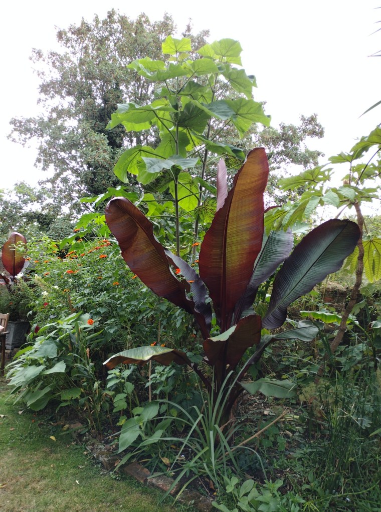 Planting in the jungle garden