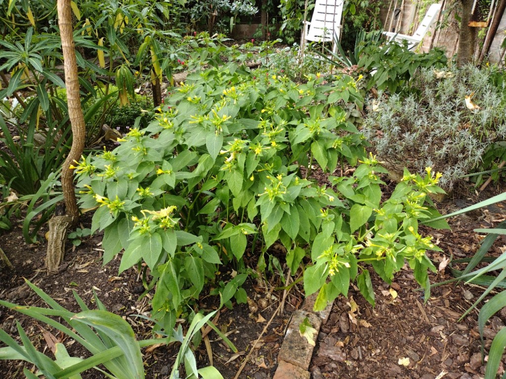 Underplanting in the jungle garden