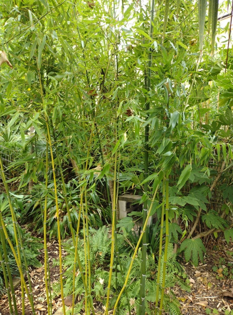 Bamboo in the jungle garden