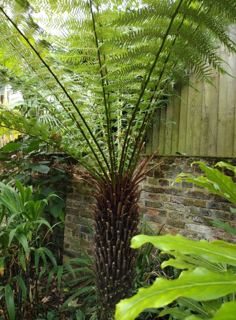 Tree fern in the jungle garden