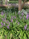 Liriope muscari in the Old Pond Garden, Charlton House, September 2023