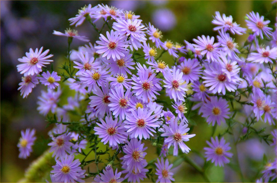 Symphyotrichum 'Little Carlow'