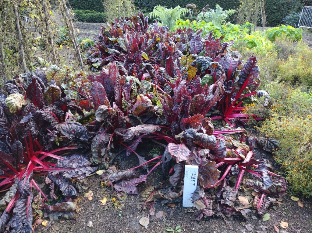 Chard in Vegetable Garden at Down House