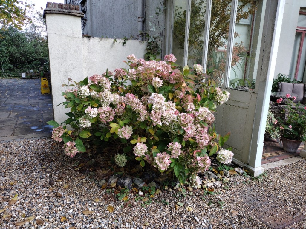 Hydrangea at Down House