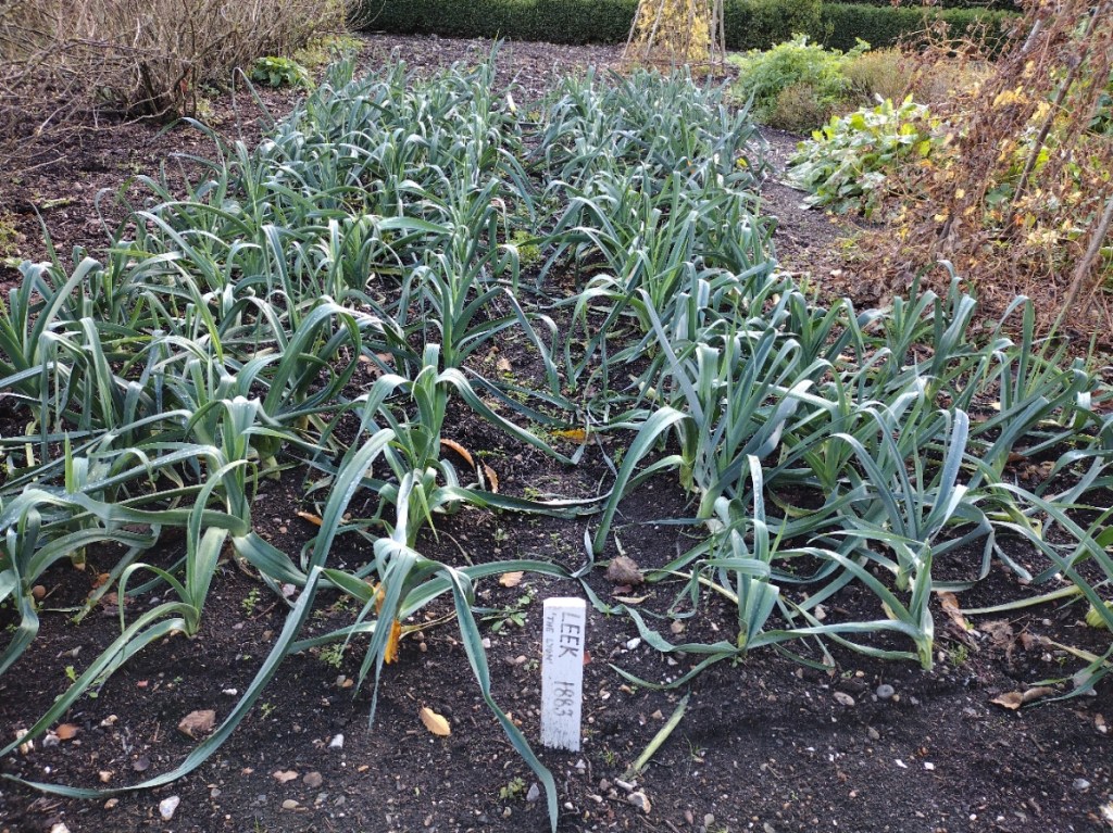 Leeks in Vegetable Garden at Down House
