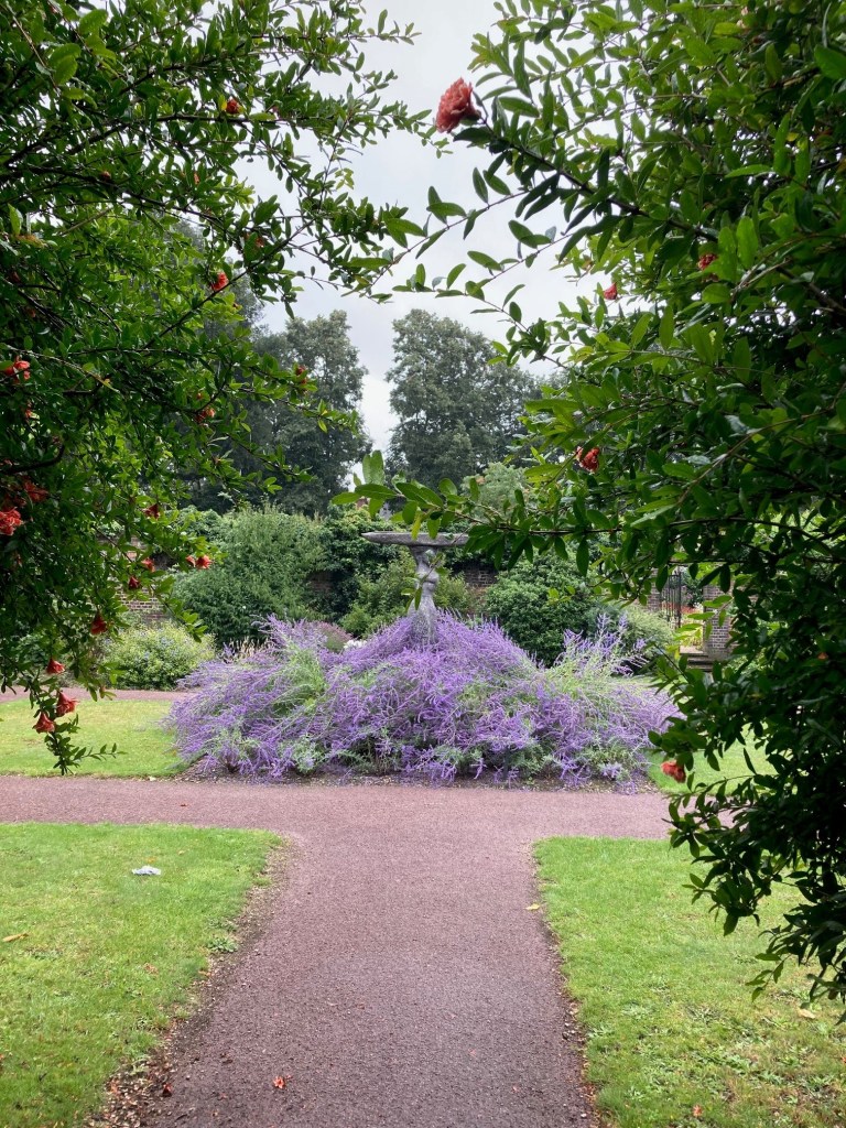 Peace Garden Perovskia