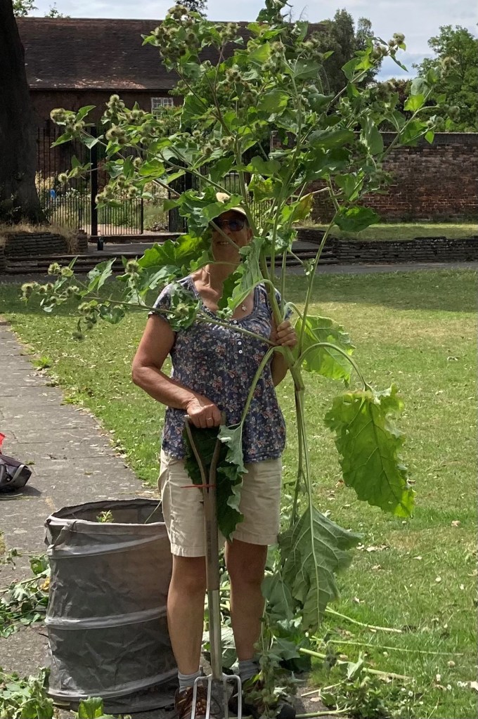 Volunteer with large weed