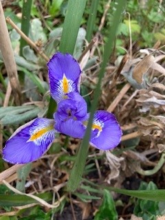 Iris unguicularis in flower