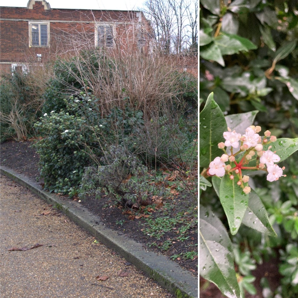 Shrubbery by car park