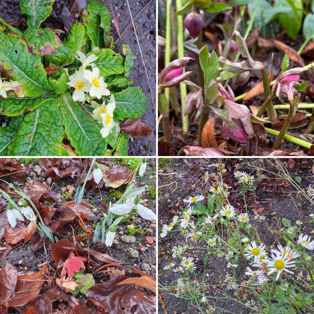 Selection of flowers