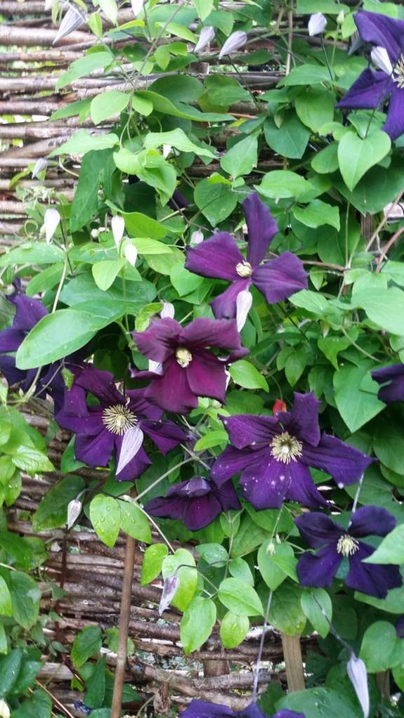 Clematis viticella Romantica (Group 3) in bloom
