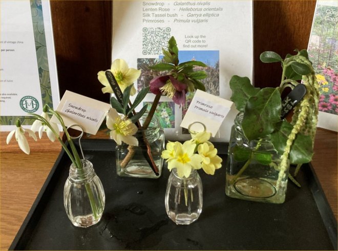 The February 2024 'What's in Flower?' display in Frilly's Tea Room, Charlton House The February 2024 'What's in Flower?' display in Frilly's Tea Room, Charlton House
