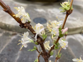 Close-up of Winter Flowering Honeysuckle adjacent to Imperial War Museum