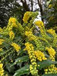 Mahonia aquifolium (Oregon grape) in the Old Pond Garden, Charlton House, February 2024 Mahonia aquifolium (Oregon grape) in the Old Pond Garden, Charlton House, February 2024