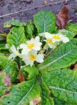 Primula vulgaris (primrose) in the Old Pond Garden, Charlton House, February 2024