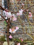 Viburnum bodnantense 'Dawn' (arrowwood) in the Old Pond Garden, Charlton House, February 2024 Viburnum bodnantense 'Dawn' (arrowwood) in the Old Pond Garden, Charlton House, February 2024