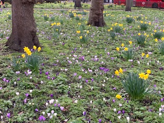 Crocus and daffodils among the trees in Batley Park