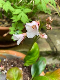 Anna's Bergenia emeiensis flower