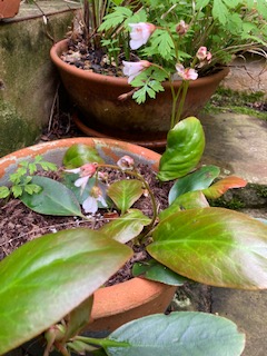 Anna's Bergenia emeiensis 