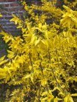 Forsythia in the Old Pond Garden, Charlton House, March 2024