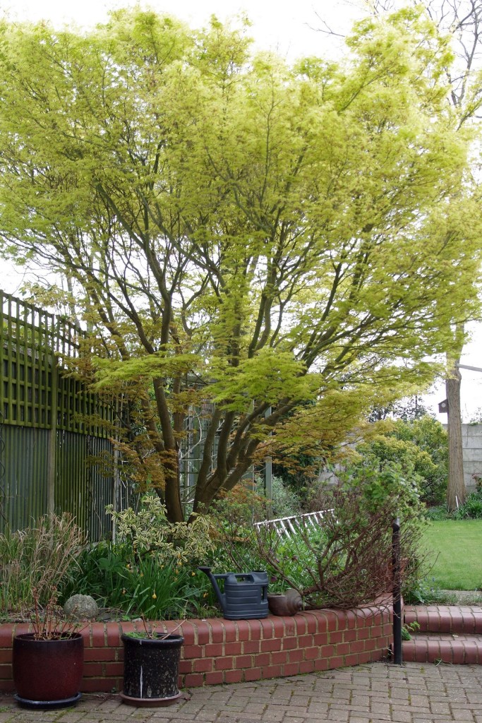 Acer palmatum Katsura