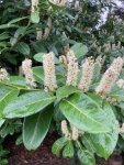 Prunus laurocerasus (cherry laurel) in the Old Pond Garden, Charlton House, March 2024